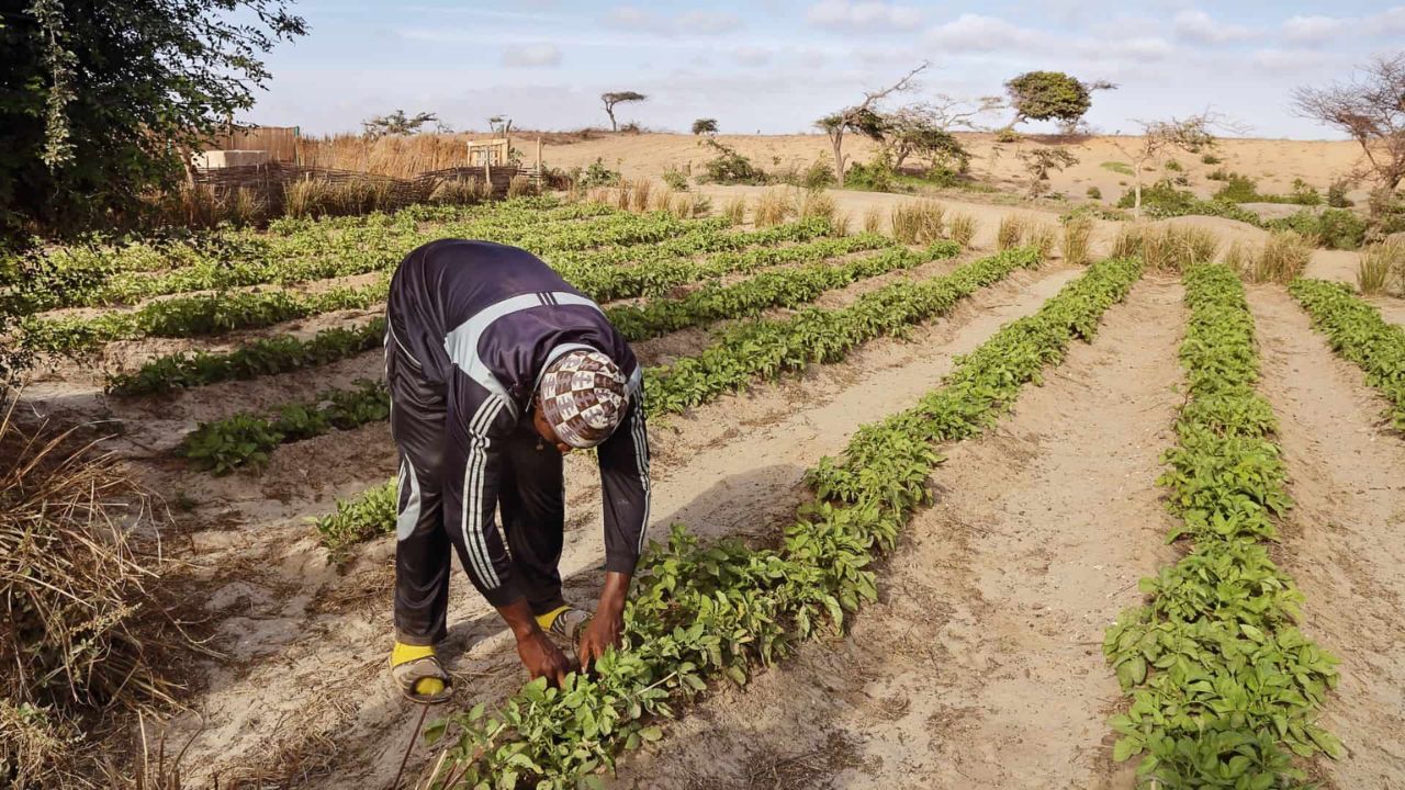 Les puits et l'agriculture Un levier pour le développement rural